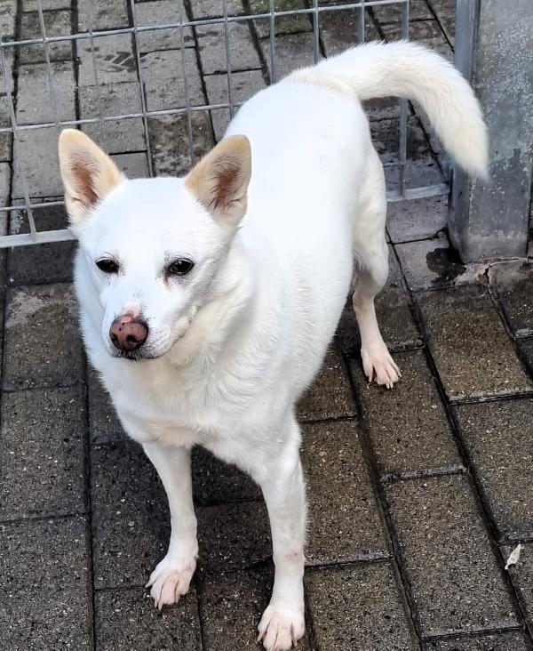 FOX CAGNOLINO CANDIDO Foto 7